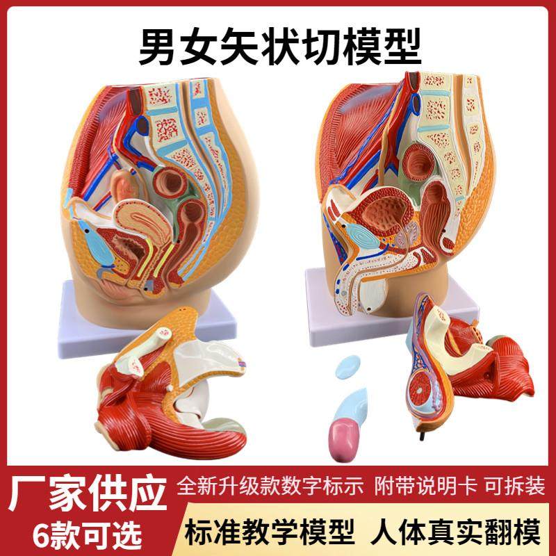 男女性生殖系统器官解剖模型医学教学矢状切人体子宫盆Z腔泌尿仿
