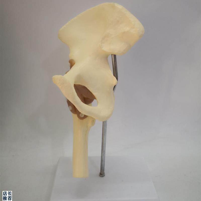 成人1:1e髋关节功能模型人体骨骼骨架医用教学讲解模型