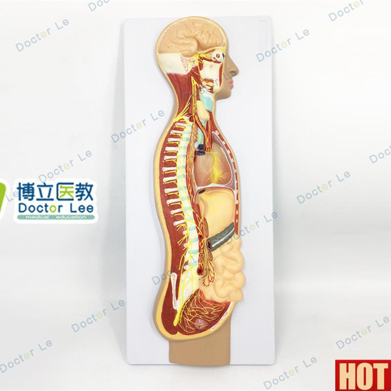体医学交感神经系统模型自主神y经系统植物性神经解剖