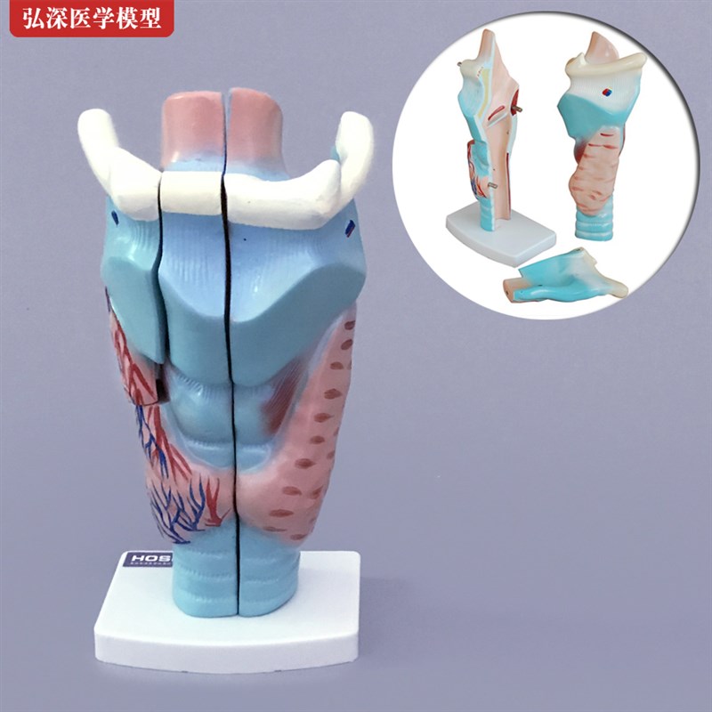 喉解剖模型人体咽l喉咙喉部甲状腺声带结构放大模具耳鼻喉医学教