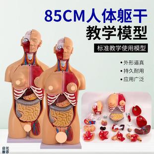 85CM两性躯干解刨模型可拆卸40件男女性躯P干及内脏器官拆卸模型