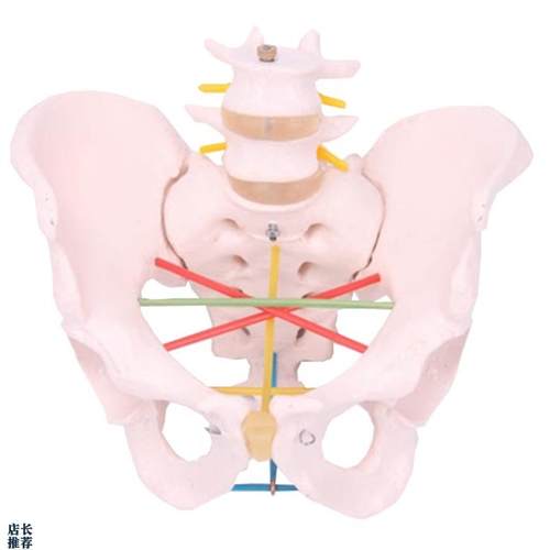 骨盆测量示教模型女性骨盆测I量模型骨盆教学模型