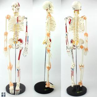 ENOVO颐f诺85CM可弯曲人体骨骼肌肉模型人体骨骼教学瑜伽学习模