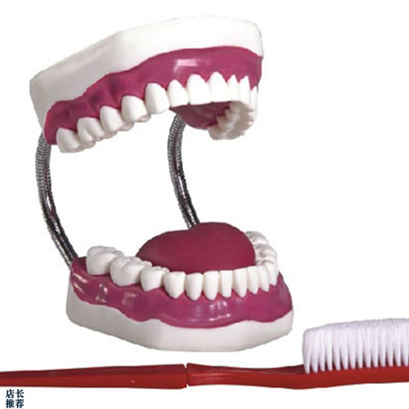 牙保健护理模型牙齿教学演示A模具口腔护理模型刷牙教学模型