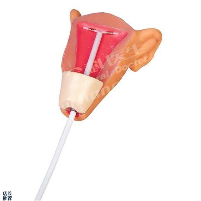 高级宫内c避孕器训练模型GD/F9E