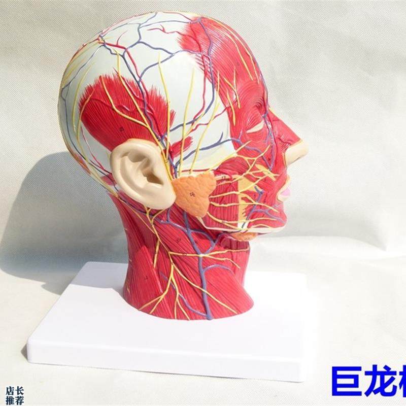 进口人体头骨带肌肉神经血管模型头部J剖面脑模型人体解剖模型