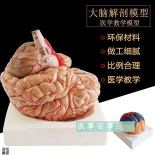 人体大型脑解剖模型人类u脑模型脑血管脑神经自然大人脑模型