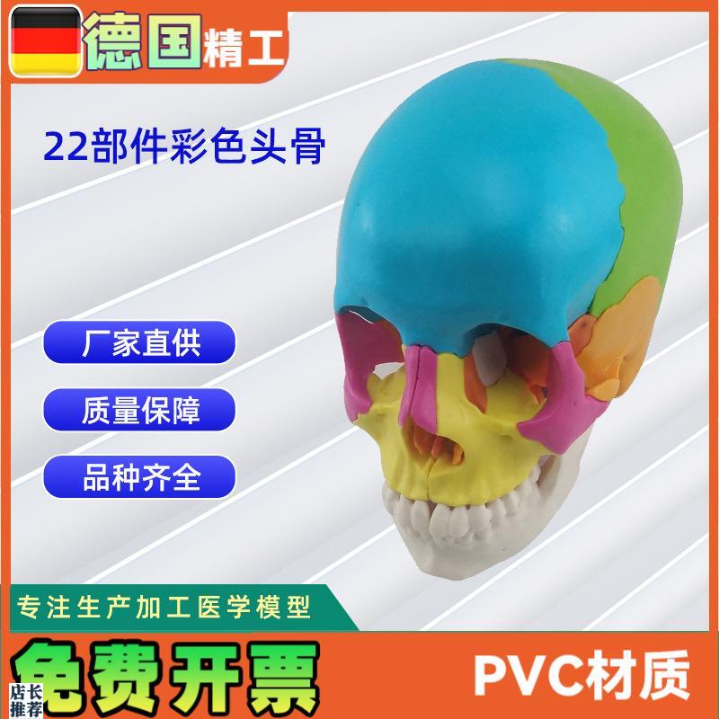 22部件拼装人i体头骨模型彩色颅骨解刨模型可拆解人体头骨模型