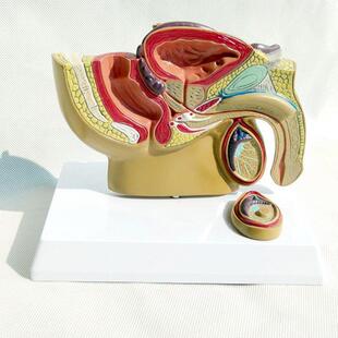小型男盆腔模型膀胱前列腺生殖直肠肛管医患沟通男科泌Z尿医药礼