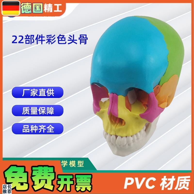 22部件拼装人体头骨p模型彩色颅骨解刨模型可拆解人体头骨模型