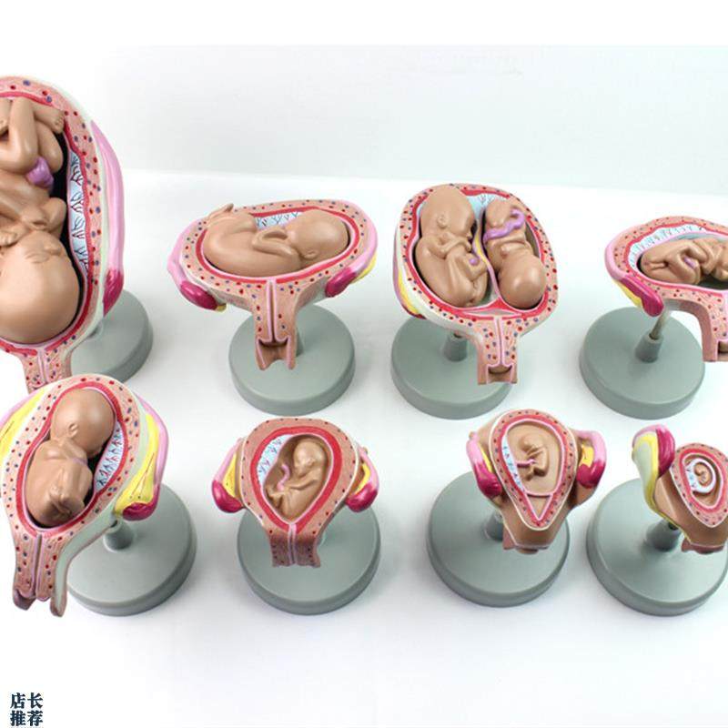 颐诺正品妊娠胚胎发育胎t儿形成发育过程模型计划生育展示胎儿