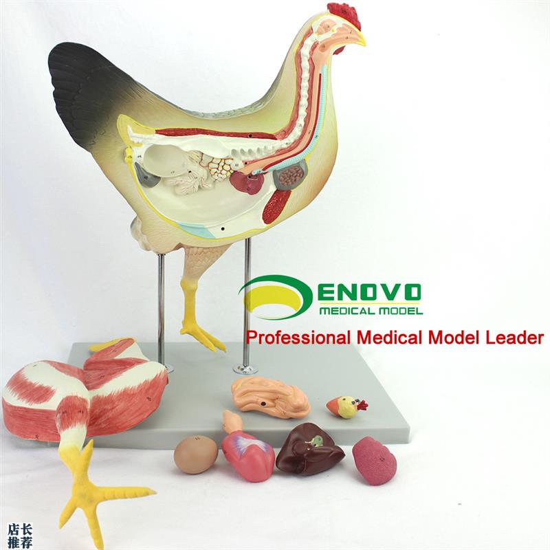 ENOVO鸡解i剖模型家禽器官内脏神经解刨兽医学习动物模型飞禽类型