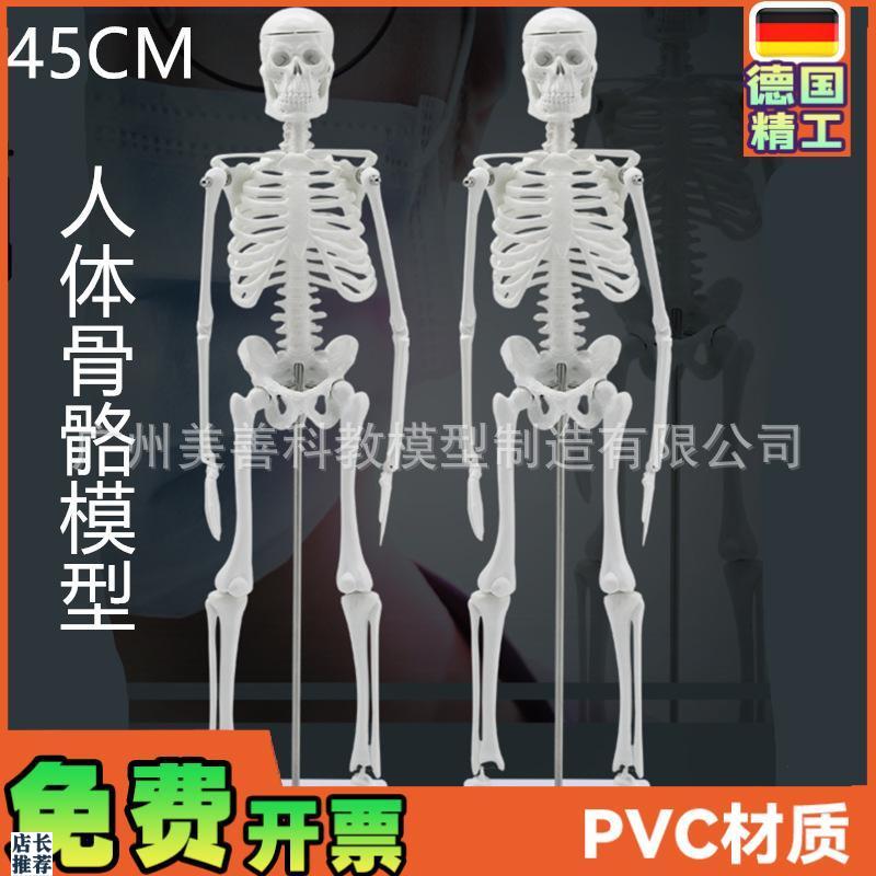 45CM人体骨骼模型可活动教A学模型有支架骨架模型骷髅骨标本