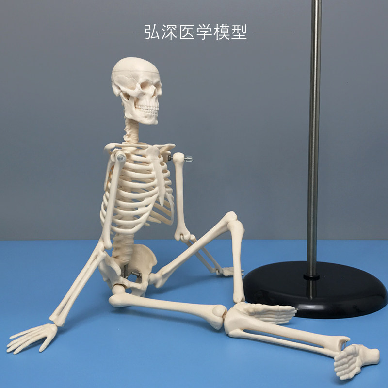 45cm高人体骨k骼模型骨架骷髅骨头架子医学生小白教学模具四肢可