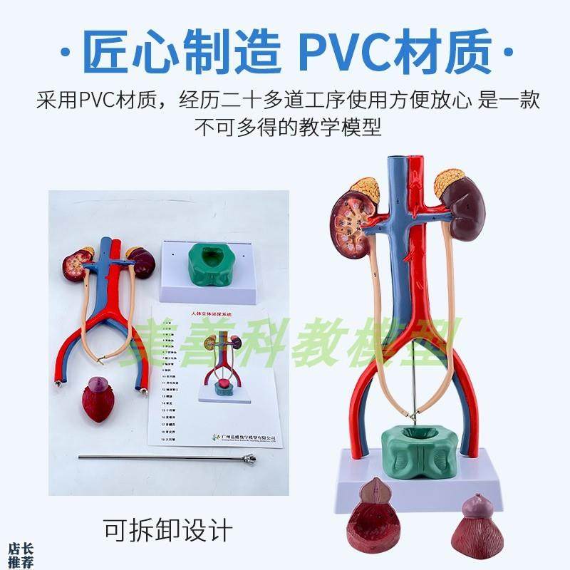 膀胱导尿肾解剖泌尿系统模型人体H肾脏模型动静脉模型立体