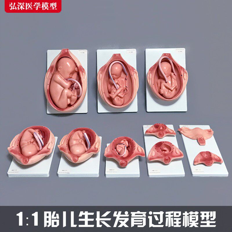 胎儿生长发育过程k模型女性怀孕妊娠十月分娩妇幼保健妇产科学1比