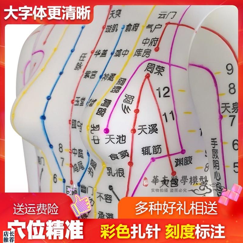 超清楚针灸铜人中医人q体穴位模型人体模型人体穴位模型女48CM
