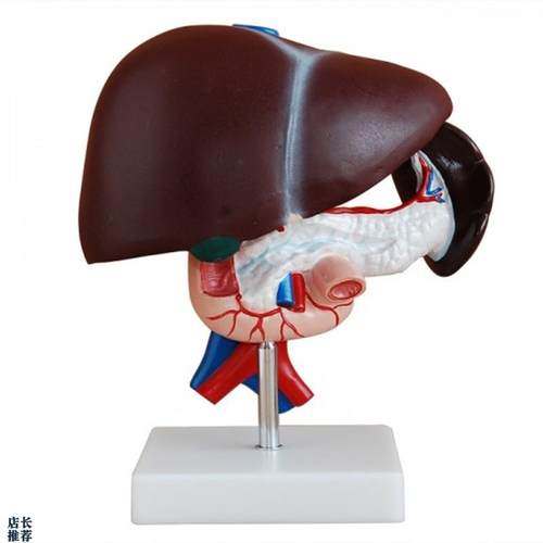 肝胰十二指肠模型