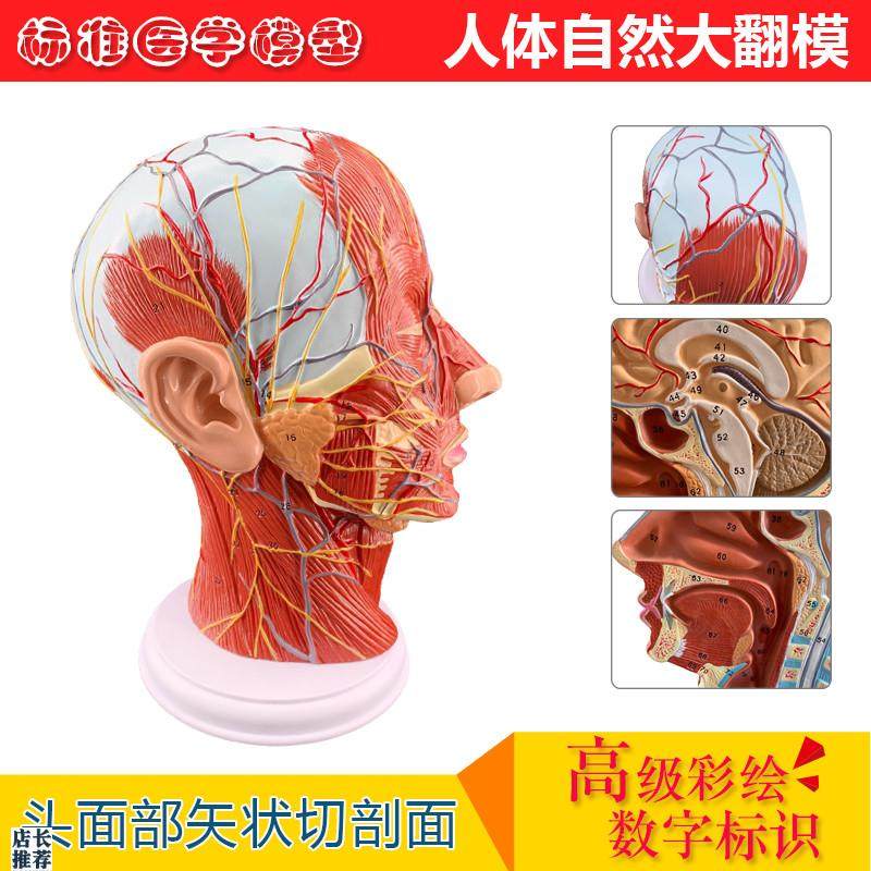 头浅表模型带肌肉神n经血管模型美容面部神经微整形模型解剖模型