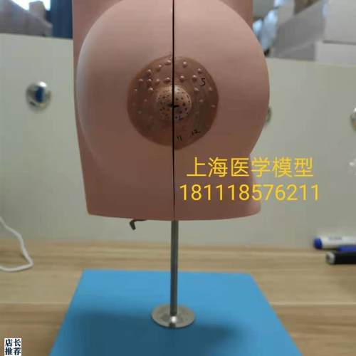 静止期乳房e模型乳房教学模型哺乳模型GD/A15110