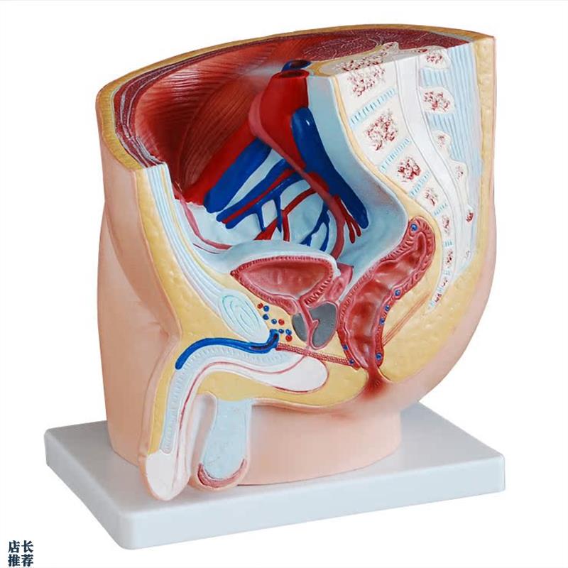 男性矢状解剖1件