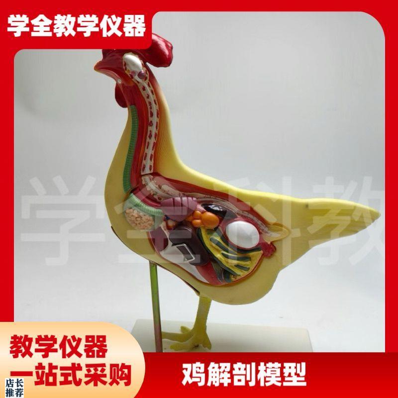 鸡解剖模型鸡结构模型动物教学解剖E模型兽医畜牧教学生物教学教
