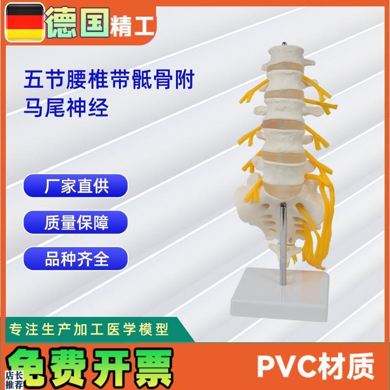 5节腰椎a带骶骨打开附马尾神经人体骨骼模型