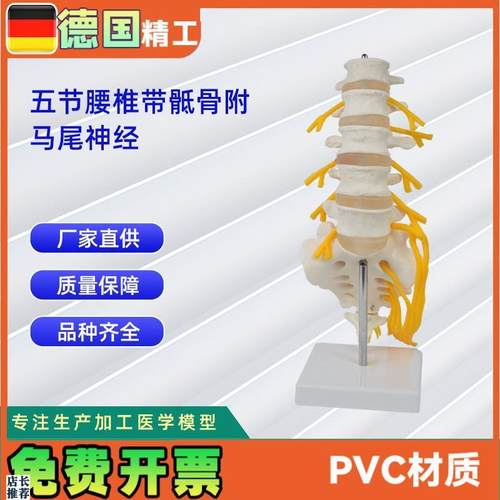 5节腰椎a带骶骨打开附马尾神经人体骨骼模型