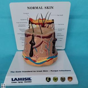 包邮人体皮肤放o大解剖模型人体医用教学讲解