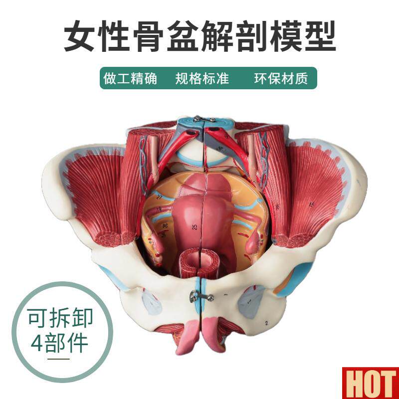 然大1:1 高级女性盆骨附生殖器官与血管I神经肌肉模型可拆装4件