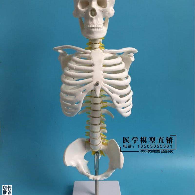 45CM人体脊柱模具脊椎骨颈椎模型胸椎结构O腰椎间盘关节骨头骨架