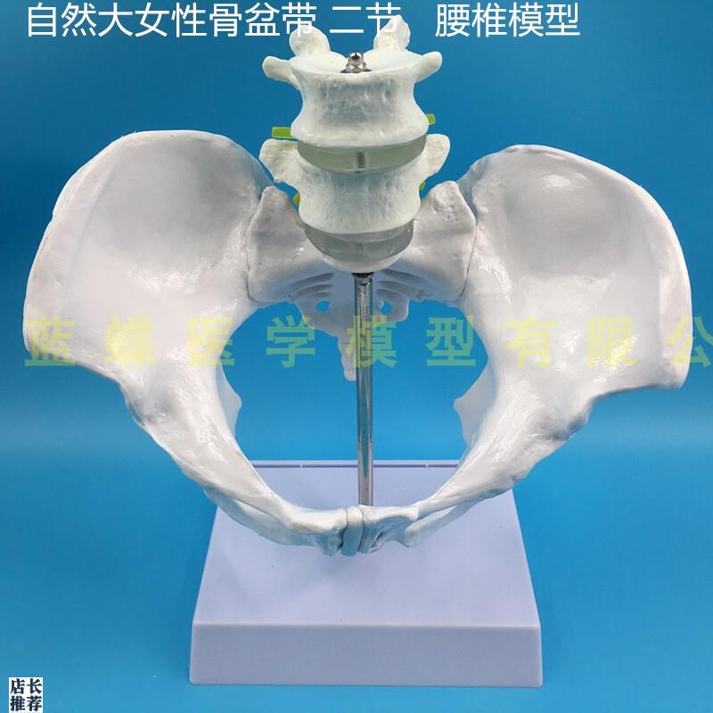 自然大女性骨盆i带二节腰椎教学模型骨盆带腰椎模型仿真骨盆腰