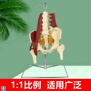 1比1人体腰椎带肌肉模q型椎间盘脊神经骨盆骶骨坐骨神经正骨康复