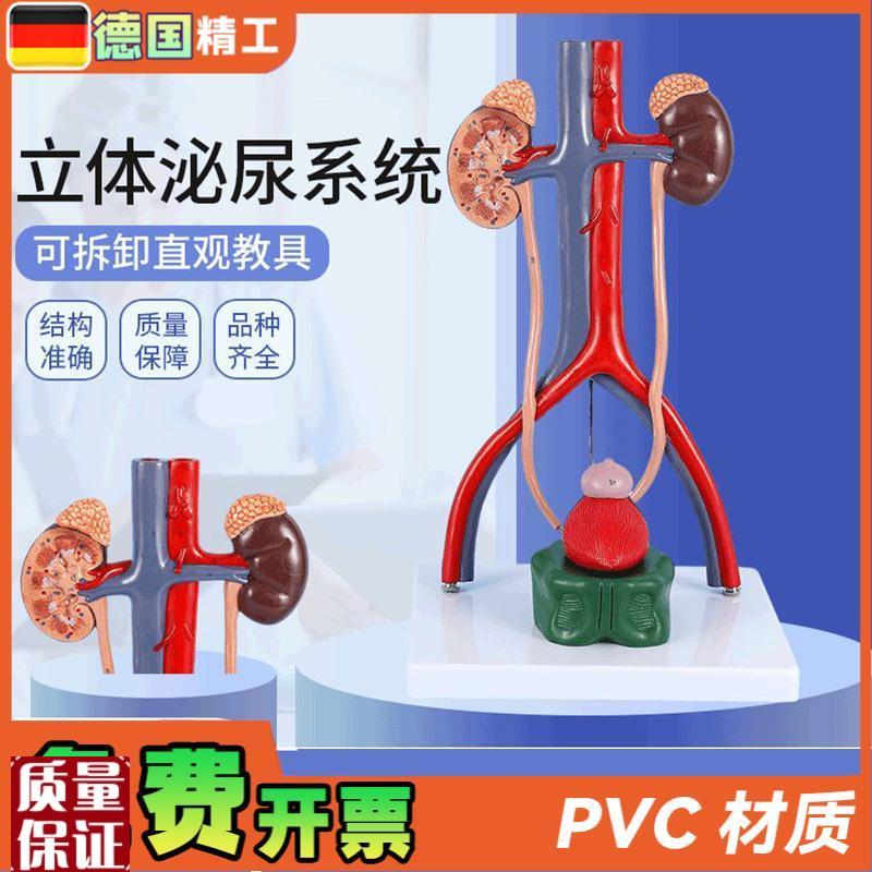 德国】人体e立体泌尿系统模型肾脏模型动静脉模型泌尿系统医学教