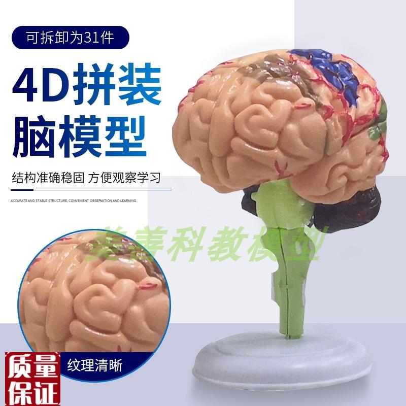 益智拼装玩具人体器官拼装模型大脑模型大脑拼装模型Y教用医学4