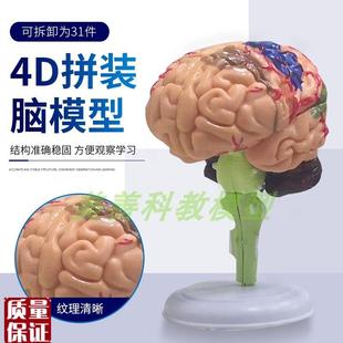 益智拼装玩具人体器官拼装模型大脑模型大脑拼装模型Y教用医学4