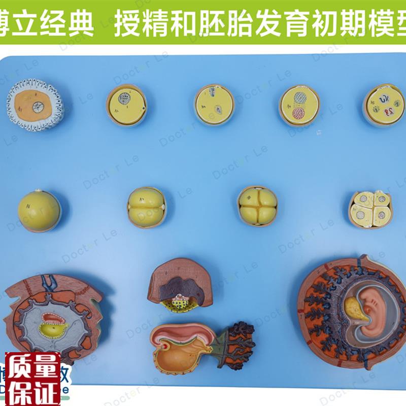 受精初期组织胚胎发o育放大模型卵细胞受精壬辰妇科计生教