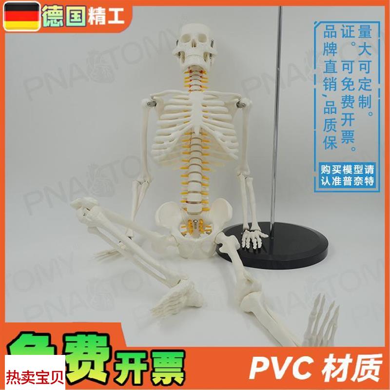 德国85bcm人体骨骼模型可活动可拆卸仿真骷髅骨架瑜伽正骨疼痛科