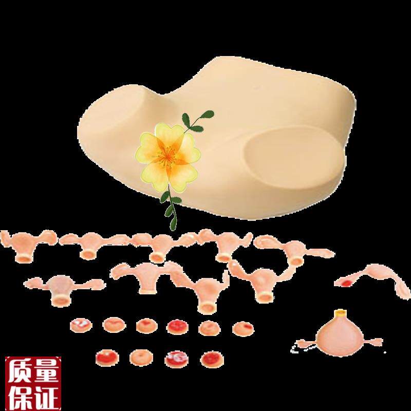 高级妇科检查模型JY/FN30S佳悦科教