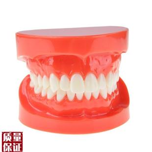 牙科口腔模型标准牙齿模型牙科教B学医患沟通口腔材料饰品M700