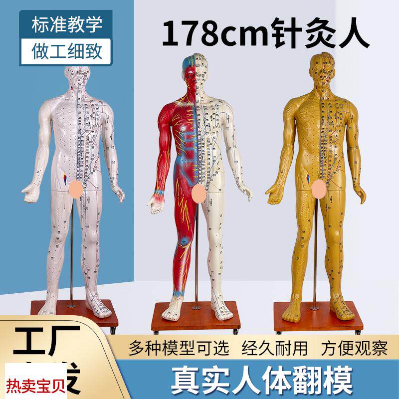 178CM针灸穴位人体经络模型z人中医按摩全身十二经络图铜人经络通