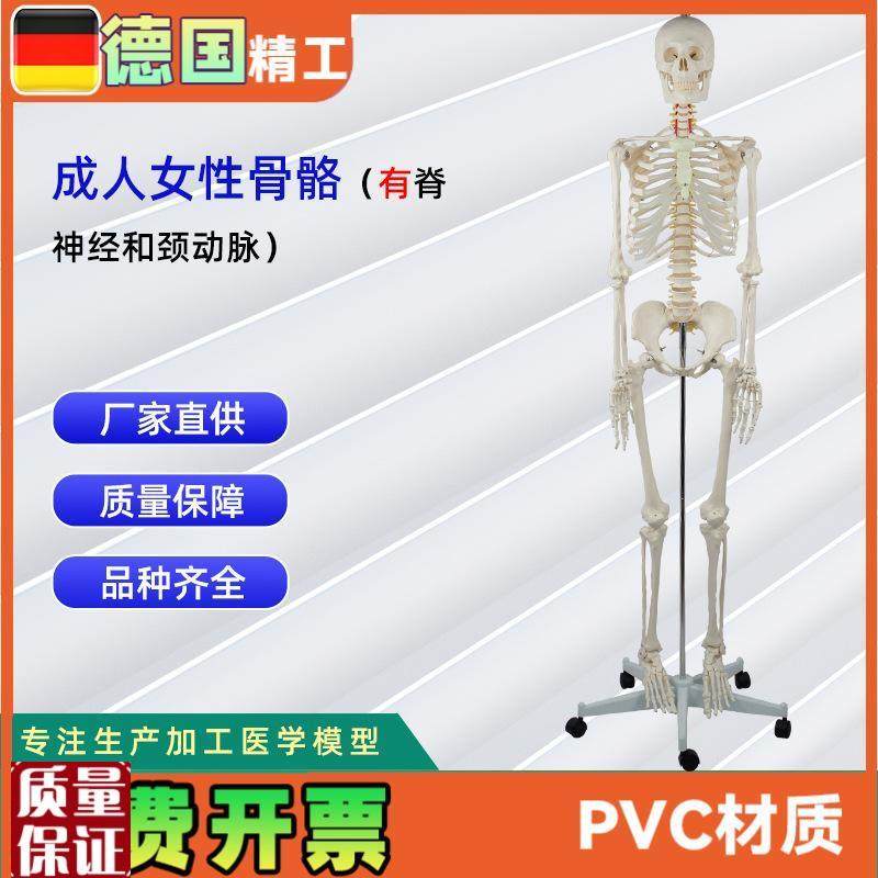 德国精工】成人女性骨x骼附脊神经和颈动脉无泡沫盒包