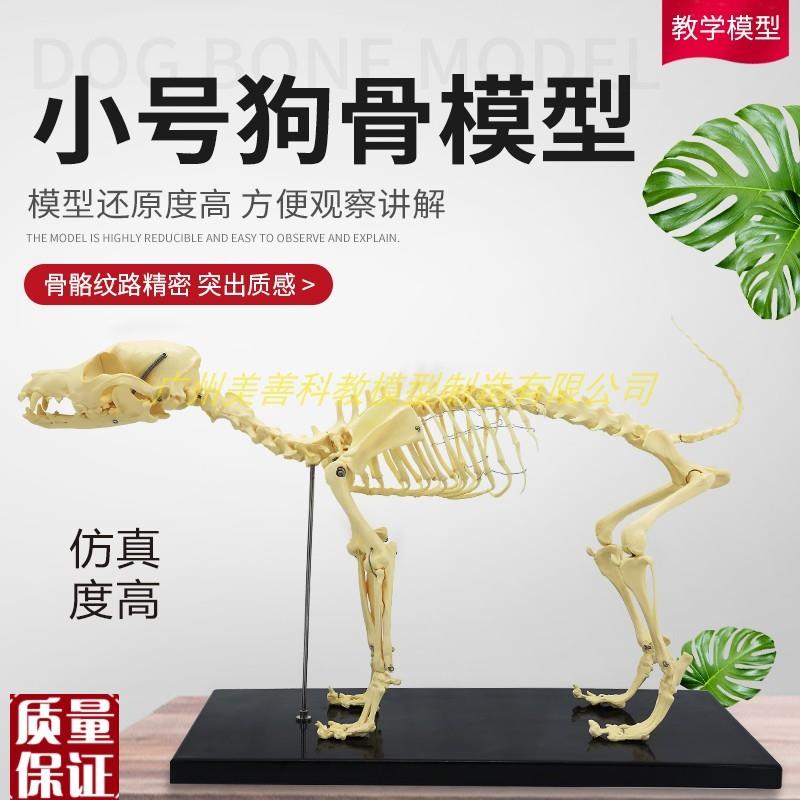 狗骨骼标本模型i狗骨模型狗模型教学模型骨架模型动物骨骼模