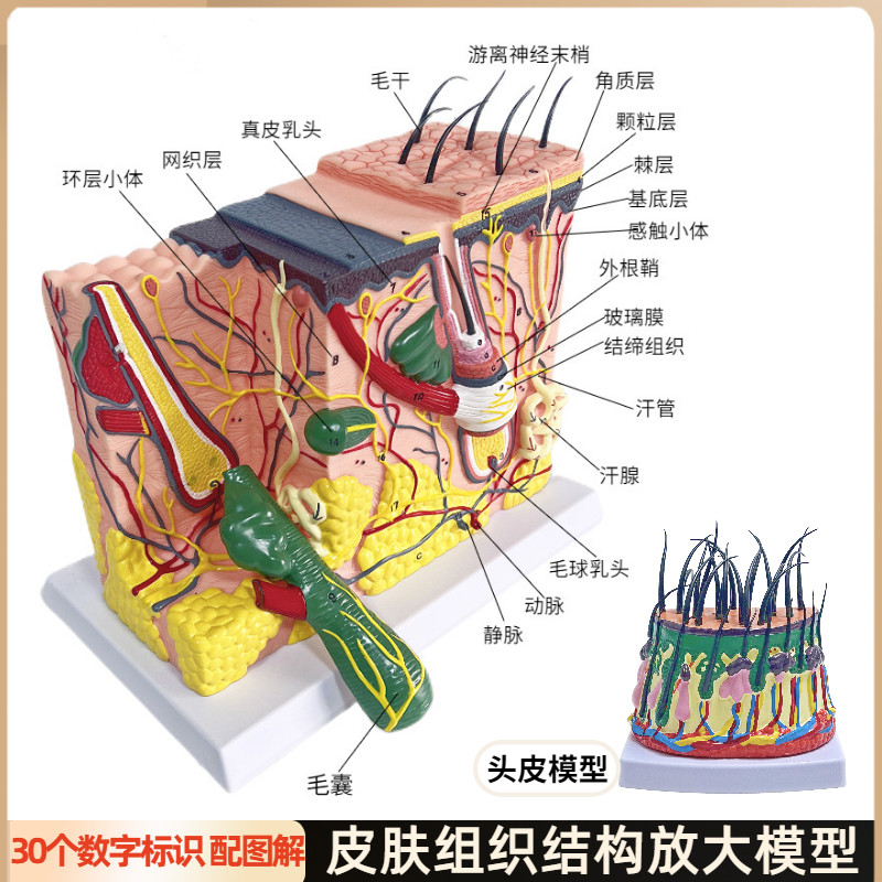 立体皮肤组织结构放大模型层次人A体构造分层解剖头皮整形毛发教