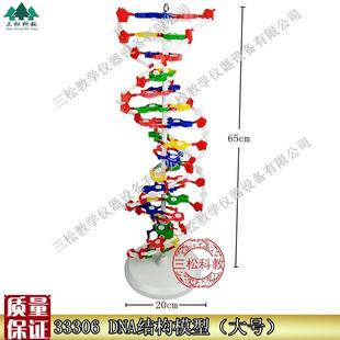 DNA結(jié)構(gòu)模型 大號(hào)J33r306雙螺旋60公分高中堿基對(duì)遺傳基因生物教
