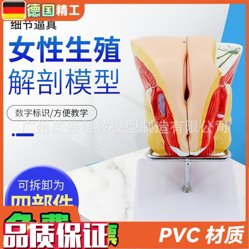 女性生殖解剖内外生殖层次解剖模型阴道子宫解T剖模型器官解剖