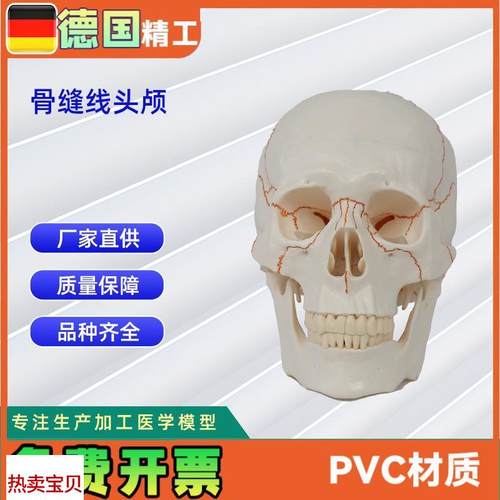 骨缝线头b颅20*14.5*17.5CM医学人体头骨颅骨模型骨科教学模具