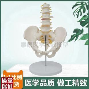 人体脊椎带骨盆模l型椎间盘脊神经股骨头正骨按摩产后修复家政技
