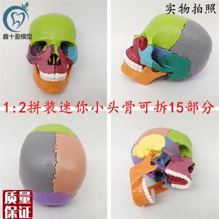 15部件拼装人i体头骨模型彩色迷你小骨头解部模型可拆卸头颅骨模