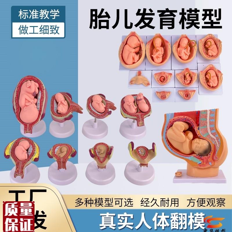 妇产科女性盆腔j附足月胎儿模型妊娠发育九个月胎儿子宫生殖模